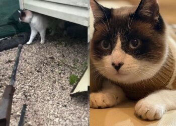 Menina perde casa durante tempestade e reação dela comove ao buscar seu gato em meio aos escombros 