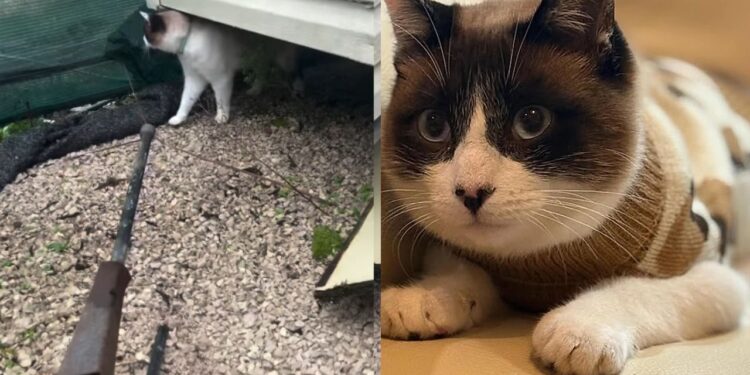 Menina perde casa durante tempestade e reação dela comove ao buscar seu gato em meio aos escombros