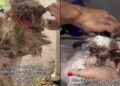 Cão chega a pet shop em estado crítico e aparência choca até profissionais experientes