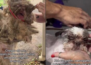 Cão chega a pet shop em estado crítico e aparência choca até profissionais experientes