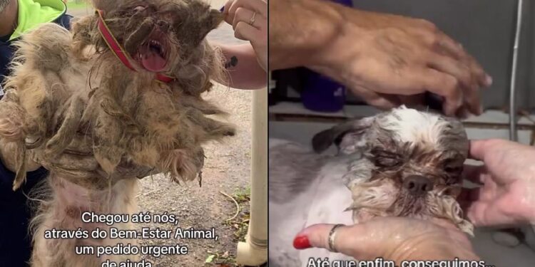 Cão chega a pet shop em estado crítico e aparência choca até profissionais experientes