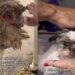 Cão chega a pet shop em estado crítico e aparência choca até profissionais experientes