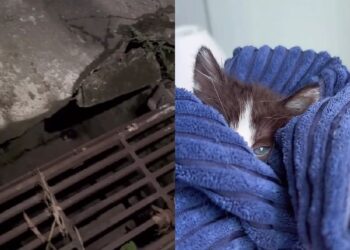 Casal encontra filhote preso em bueiro e descobre que um gesto simples pode salvar uma vida