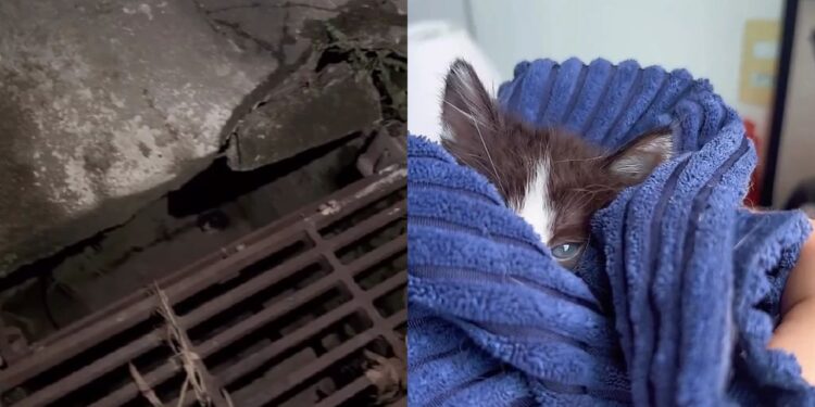 Casal encontra filhote preso em bueiro e descobre que um gesto simples pode salvar uma vida