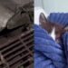 Casal encontra filhote preso em bueiro e descobre que um gesto simples pode salvar uma vida