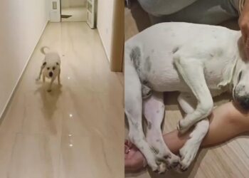 Tudo estava perfeito na viagem, até que um cachorro mudou completamente a experiência do casal