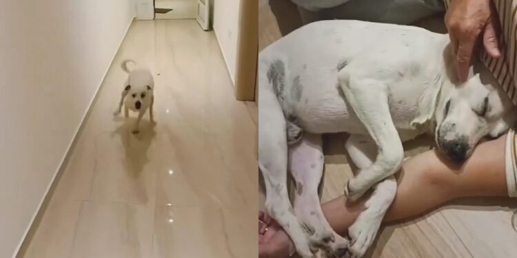 Tudo estava perfeito na viagem, até que um cachorro mudou completamente a experiência do casal