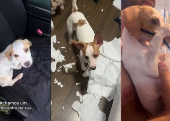 Ele não latia, não brincava e mal se movia, até mostrar quem realmente era depois da adoção