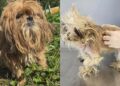 Shih Tzu magrinha tenta proteger cinco filhotes enquanto enfrenta abandono e descaso em cidade de Goiás