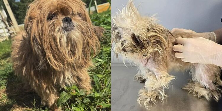 Shih Tzu magrinha tenta proteger cinco filhotes enquanto enfrenta abandono e descaso em cidade de Goiás