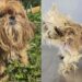 Shih Tzu magrinha tenta proteger cinco filhotes enquanto enfrenta abandono e descaso em cidade de Goiás