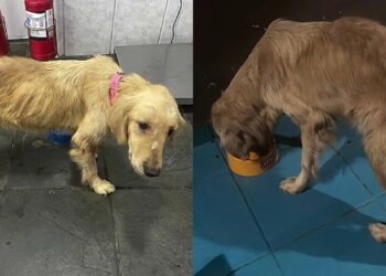 Cachorra encontrada quase sem forças na rodovia tem vida transformada após resgate