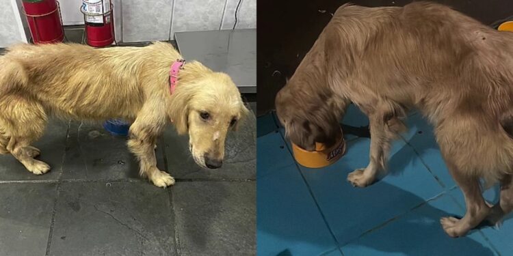 Cachorra encontrada quase sem forças na rodovia tem vida transformada após resgate