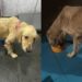 Cachorra encontrada quase sem forças na rodovia tem vida transformada após resgate