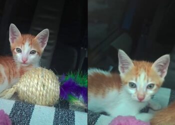 Dois gatinhos resgatados “tomam posse” do caminhão e deixam motorista preso do lado de fora