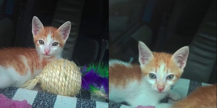 Dois gatinhos resgatados “tomam posse” do caminhão e deixam motorista preso do lado de fora