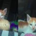 Dois gatinhos resgatados “tomam posse” do caminhão e deixam motorista preso do lado de fora