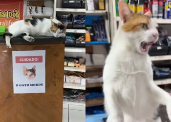Gatinha viraliza com cartaz que avisa sobre seu comportamento e clientes tentam carinho