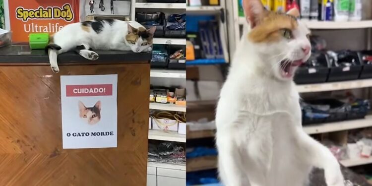 Gatinha viraliza com cartaz que avisa sobre seu comportamento e clientes tentam carinho