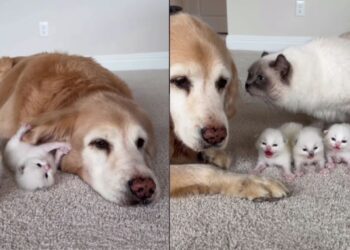 Gata leva seus filhotes para golden que sempre cuidou dela e momento emociona tutora