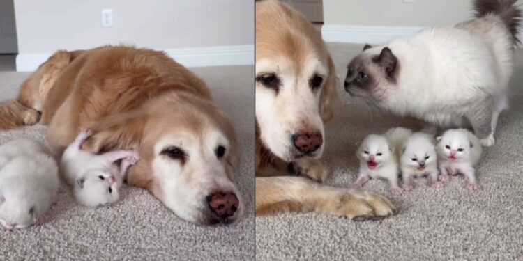 Gata leva seus filhotes para golden que sempre cuidou dela e momento emociona tutora