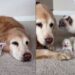 Gata leva seus filhotes para golden que sempre cuidou dela e momento emociona tutora