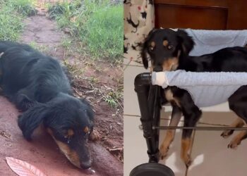 Cadelinha resgatada em Goiânia desaparece poucos dias após adoção e mostra importância da responsabilidade