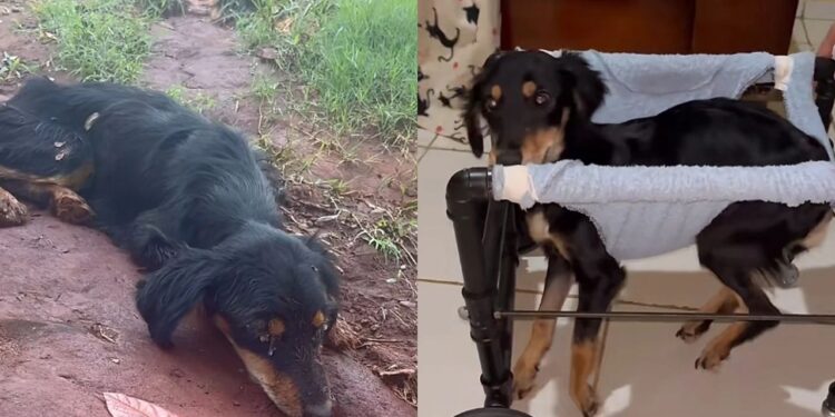 Cadelinha resgatada em Goiânia desaparece poucos dias após adoção e mostra importância da responsabilidade