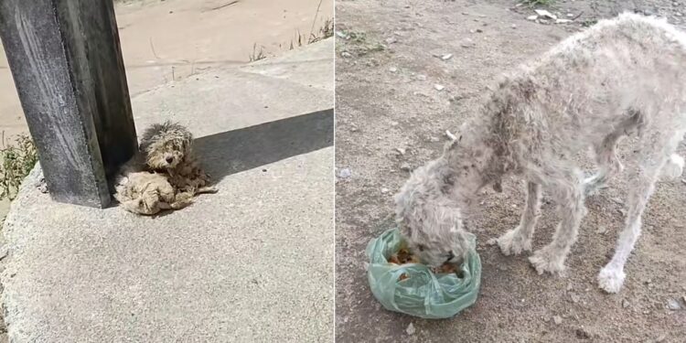 Debaixo de quilos de pelos havia um cachorro à beira do limite
