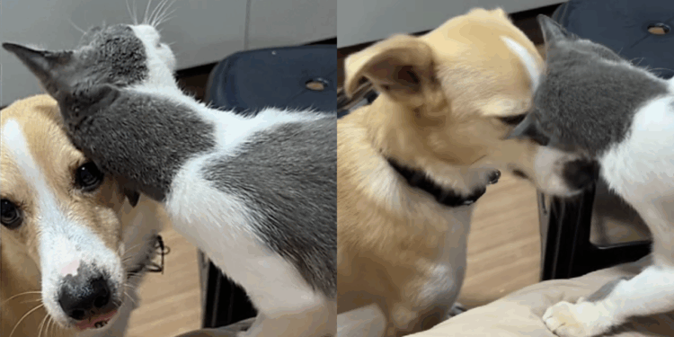 Gatinha em lar temporário usa charme para conquistar cachorro e ganhar adoção