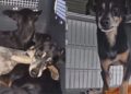“Eles começaram a me seguir” Moça resgata grupo de cães de rua e história emociona