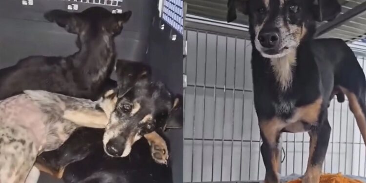 “Eles começaram a me seguir” Moça resgata grupo de cães de rua e história emociona