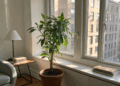 Nem varanda grande nem jardim: o método simples para plantas crescerem em apartamento