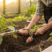 Plantar batata em casa pode ser mais fácil do que parece e um detalhe no preparo faz toda diferença no resultado final