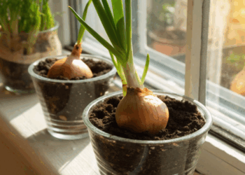 Para evitar desperdício, veja como replantar cebola e ter folhas em poucos dias