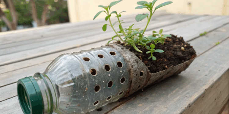 Como plantar em garrafa PET garante plantas sempre verdes sem desperdício de água