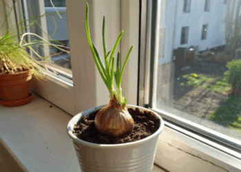 Plantar cebola em vaso em casa exige 5 cuidados que fazem toda diferença