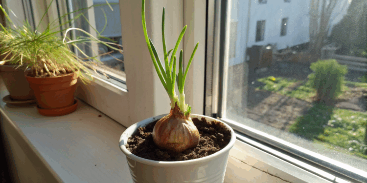 Plantar cebola em vaso em casa exige 5 cuidados que fazem toda diferença