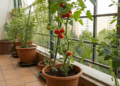 Transforme sua varanda em um espaço verde, como plantar tomates sem ocupar muito espaço