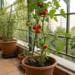 Transforme sua varanda em um espaço verde, como plantar tomates sem ocupar muito espaço