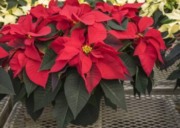 As 3 flores que amam o frio e como elas mantêm sua casa colorida enquanto o jardim lá fora desbota