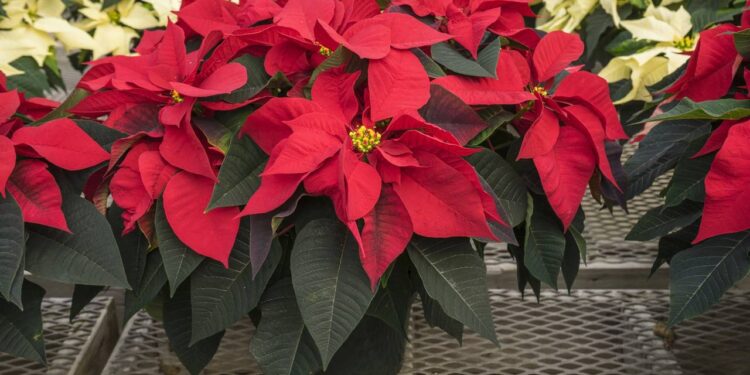 As 3 flores que amam o frio e como elas mantêm sua casa colorida enquanto o jardim lá fora desbota