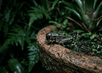 Se você ouvir grilos em casa ou no seu jardim à noite: nós te explicamos o que isso significa e por que é um bom sinal