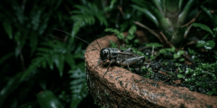 Se você ouvir grilos em casa ou no seu jardim à noite: nós te explicamos o que isso significa e por que é um bom sinal