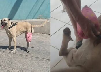 Cachorrinha sem pata volta a andar após família criar prótese com itens de casa