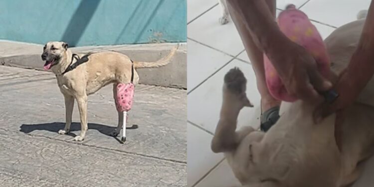 Cachorrinha sem pata volta a andar após família criar prótese com itens de casa