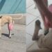 Cachorrinha sem pata volta a andar após família criar prótese com itens de casa