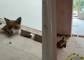 Mulher escuta som vindo do assoalho da casa em reforma e descobre vida precisando de ajuda