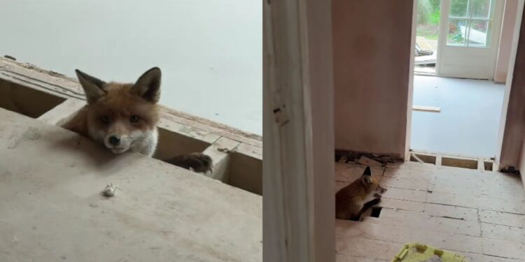 Mulher escuta som vindo do assoalho da casa em reforma e descobre vida precisando de ajuda