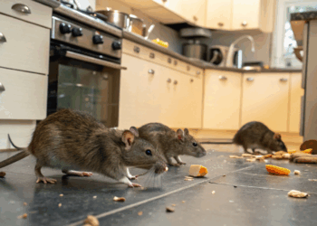 Como evitar ratos em sua casa e impedir que se escondam na cozinha causando doenças para sua família